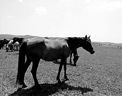 澳门马会资料大全,实用性解读策略_PNY77.763珍藏版