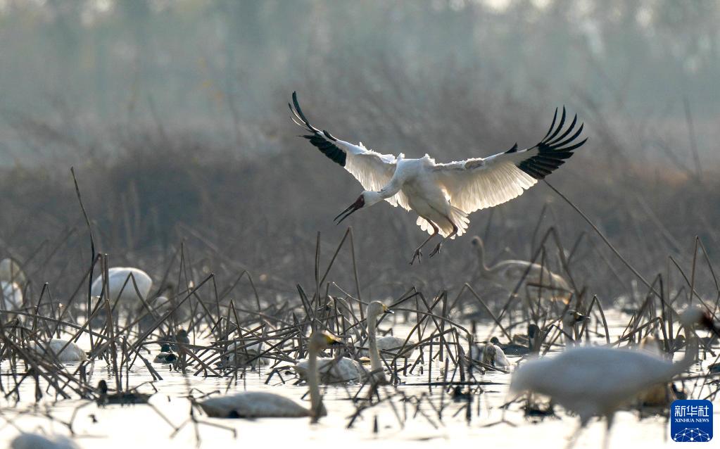 飞鸭最新,飞行技能学习与任务执行指南全攻略