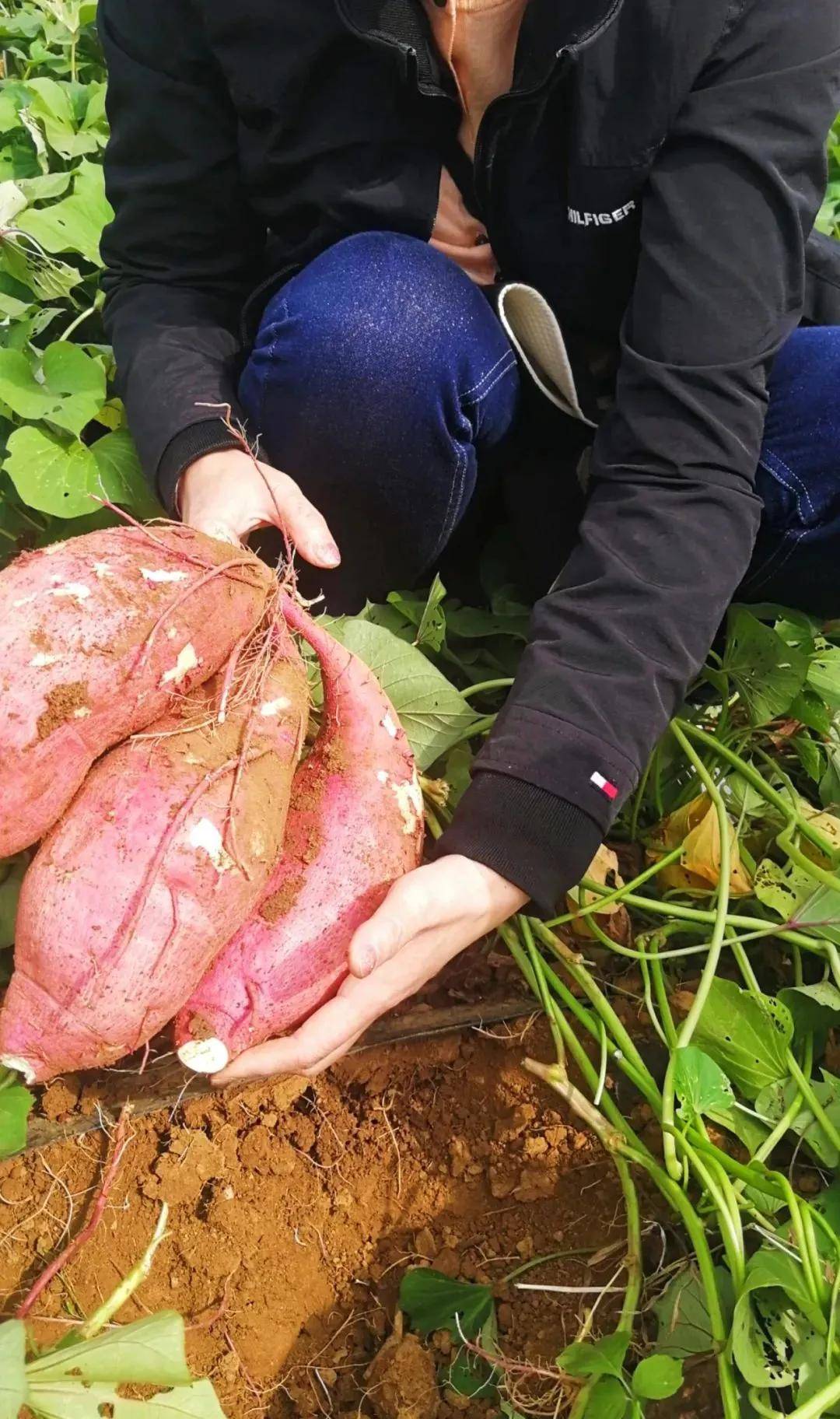 最新挖红薯步骤指南,从挖掘到储存的全方位指导