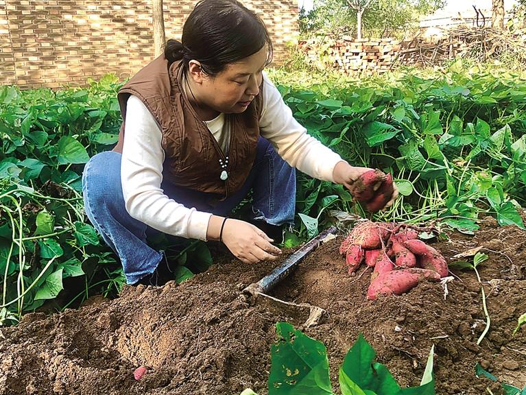 最新挖红薯步骤指南,从挖掘到储存的全方位指导