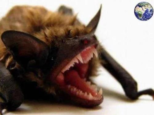 积食最新价格揭秘,自然美景中的旅行探索之旅