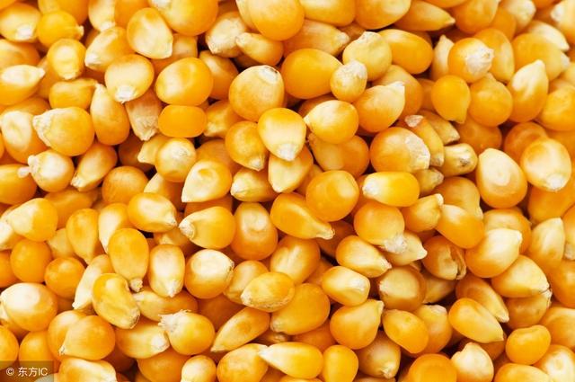 深入了解野菊花的价值与价格,野菊花价格查询一斤多少钱?