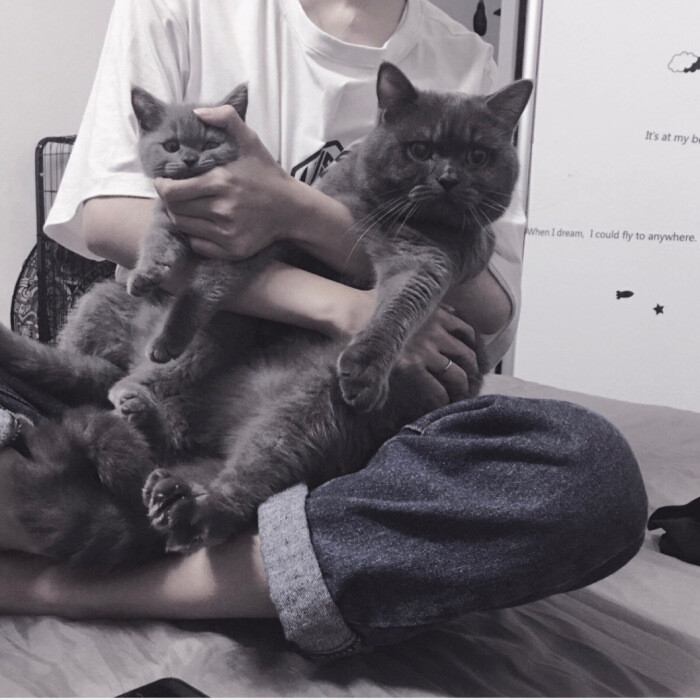 头像猫最新款,自然美景探险之旅启程!