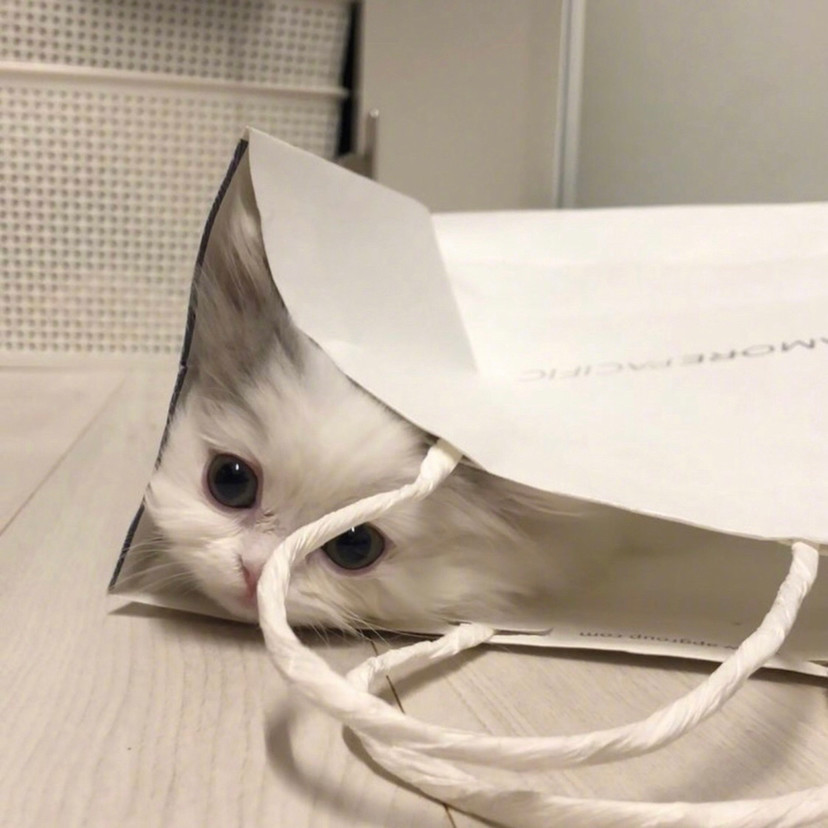 头像猫最新款,自然美景探险之旅启程!