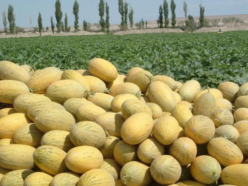 哈密瓜上市时间揭秘,瓜香盛宴的指南