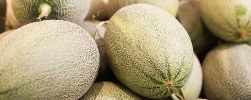 哈密瓜上市时间揭秘,瓜香盛宴的指南