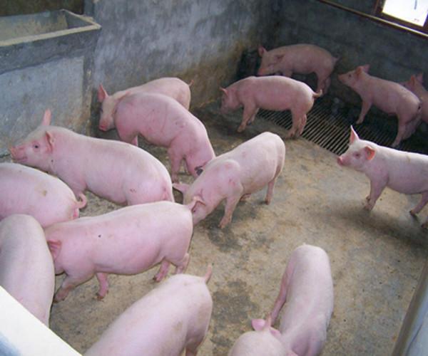 今日猪市行情深度解析与预测