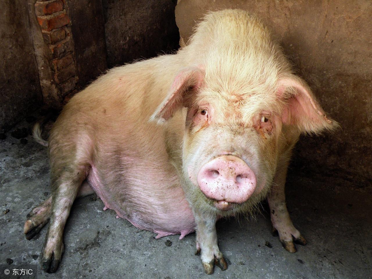 今日猪市行情深度解析与预测