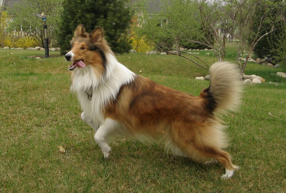 天一犬舍新品长毛犬种公亮相,闪耀登场!