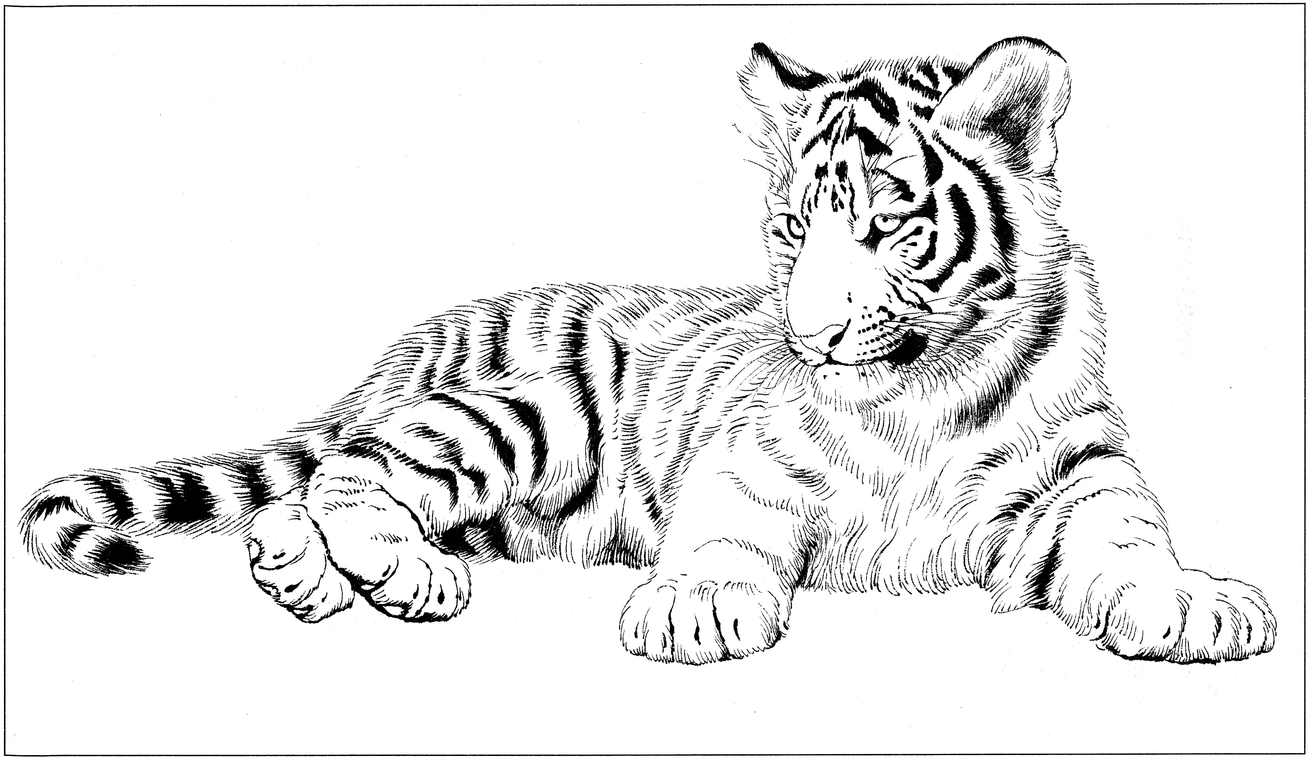 揭秘最新大老虎,震撼曝光!