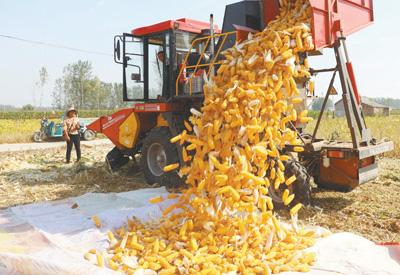 淮北玉米最新价格更新通知🌟