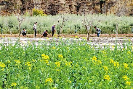 淮北玉米最新价格更新通知🌟