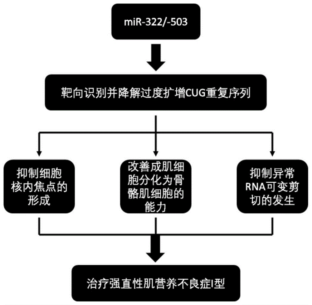 肌营养不良最新治疗方法探索之旅,自然美景下的医学突破之旅