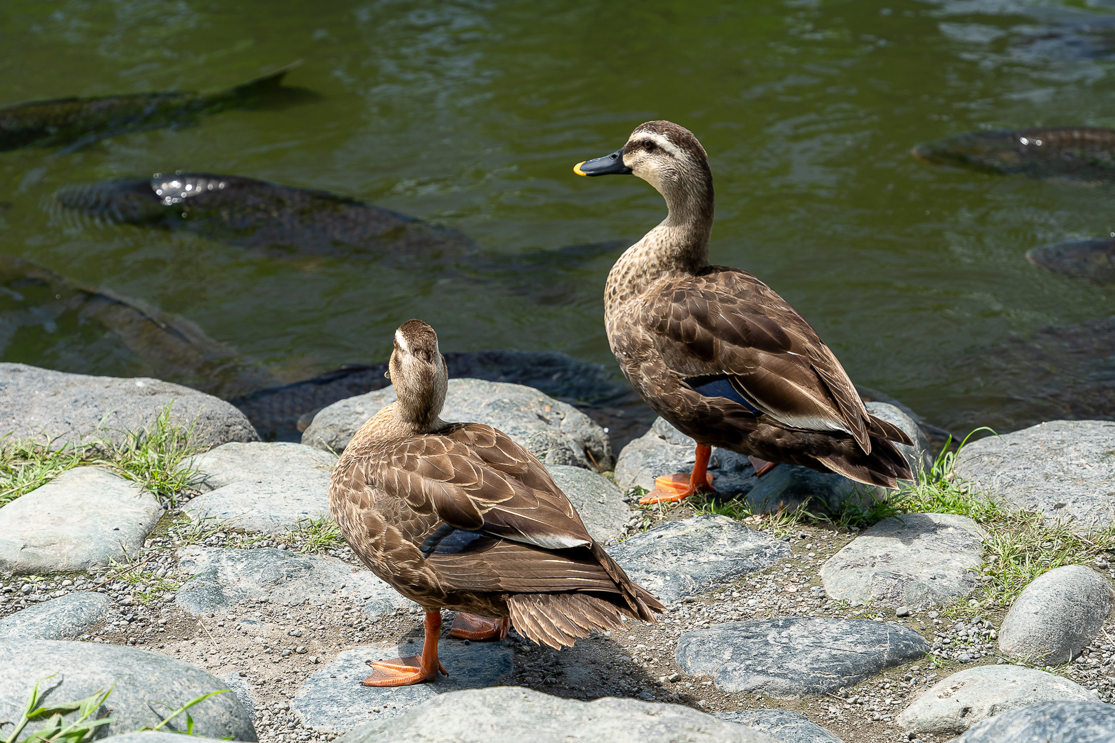 鸭子最新温馨日常故事分享