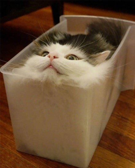 最新猫叫声大揭秘，超萌音频，猫咪听了会有什么反应？