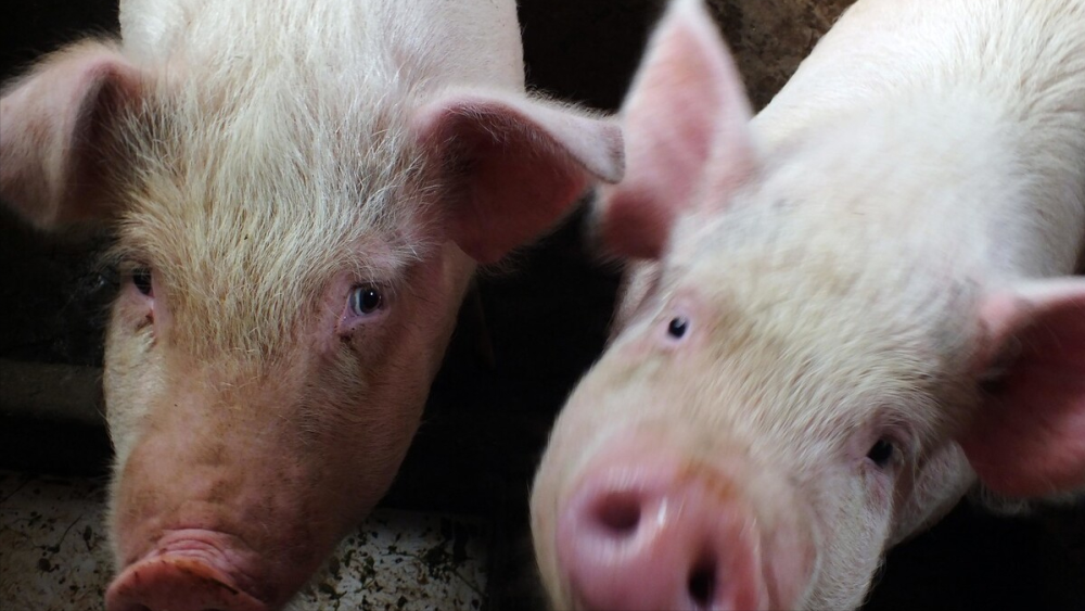 最新猪价消息与猪的温馨故事,猪缘情缘揭秘