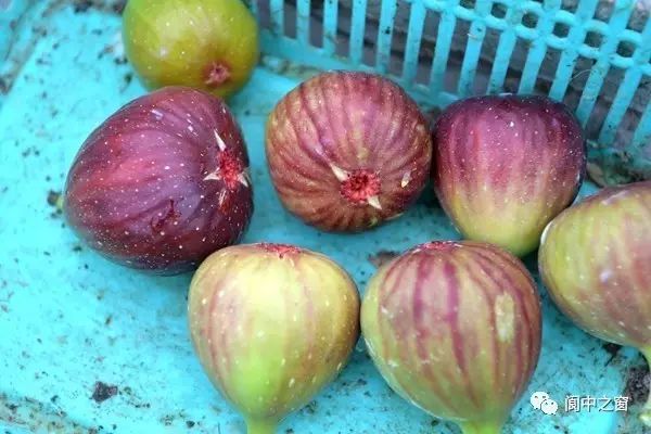 无花果最新科技事件,重塑未来生活体验的巨献