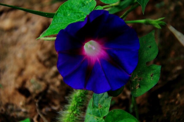 喇叭花,自然美景的探索之旅