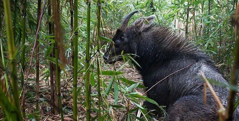 四不像正版资料,全方位展开数据规划_DRJ77.217抗菌版