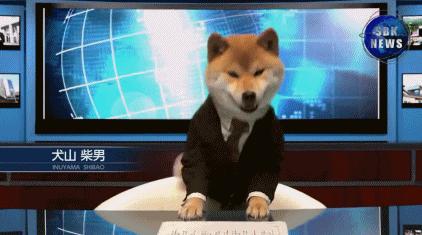 最新狗狗新闻速递,探索精彩狗狗世界的瞬间