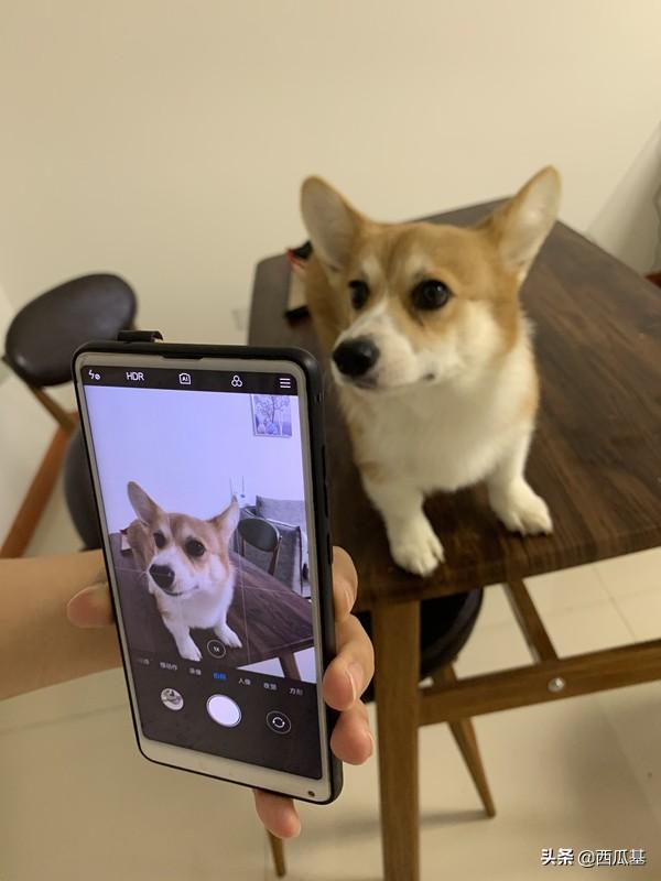 最新狗狗新闻速递,探索精彩狗狗世界的瞬间