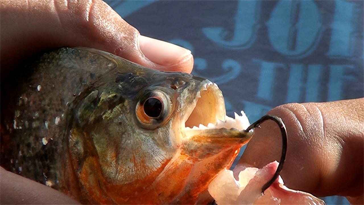 变化中的自信与成就感,最新食人鱼励志之旅