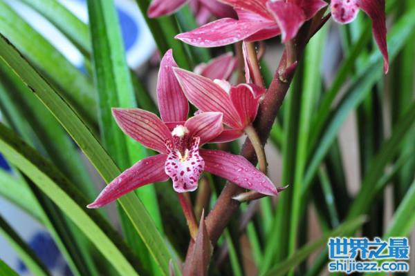 最新兰花价格，一段友情与陪伴的感人故事