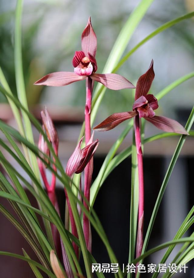 最新兰花价格,一段友情与陪伴的感人故事