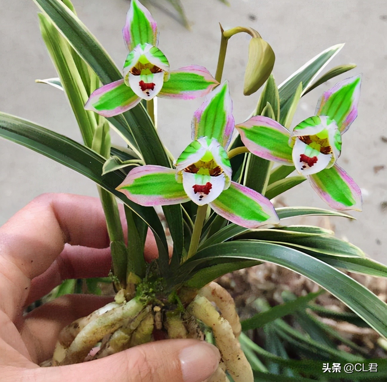 最新兰花价格,一段友情与陪伴的感人故事