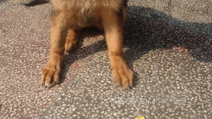 趴趴狗最新动态，学习进步，自信闪耀新篇章