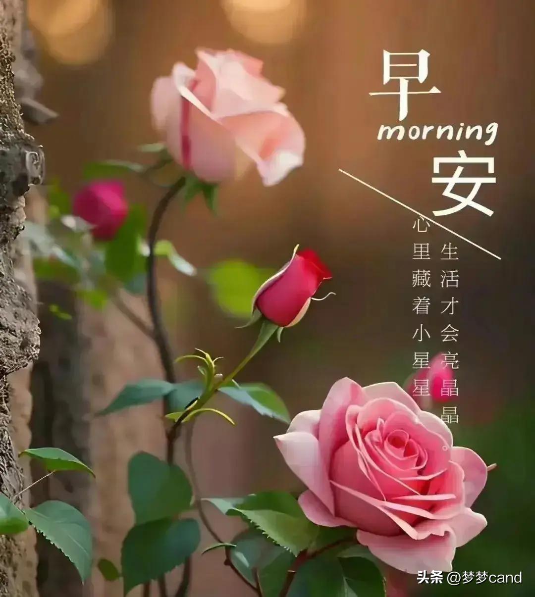 2024年天天彩资料,專家解析意見_CNK79.427无线版