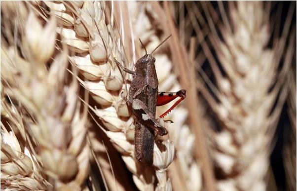 虎纹蛙最新收购价及其观点论述分析