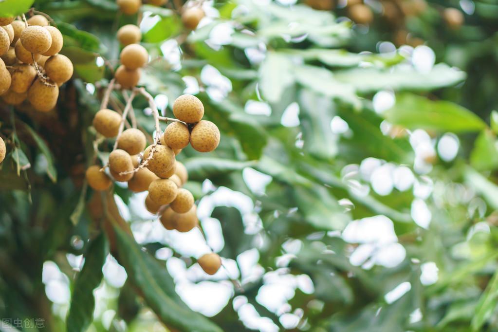 广东龙眼最新价格揭秘,市场波动与多重因素考量