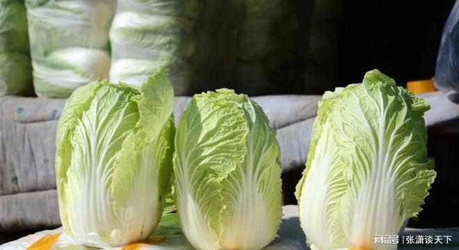 山东白菜产地最新价格，科技引领白菜产业新纪元