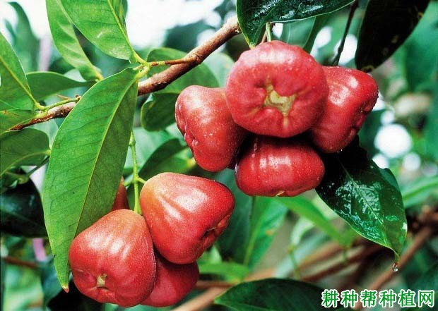 莲雾新品种揭秘,探索莲雾植物的最新品种发展🍃🌸