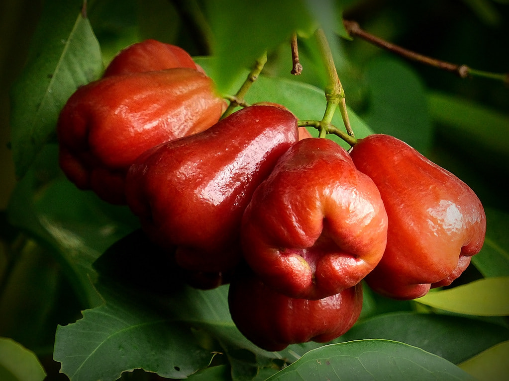 莲雾新品种揭秘,探索莲雾植物的最新品种发展🍃🌸