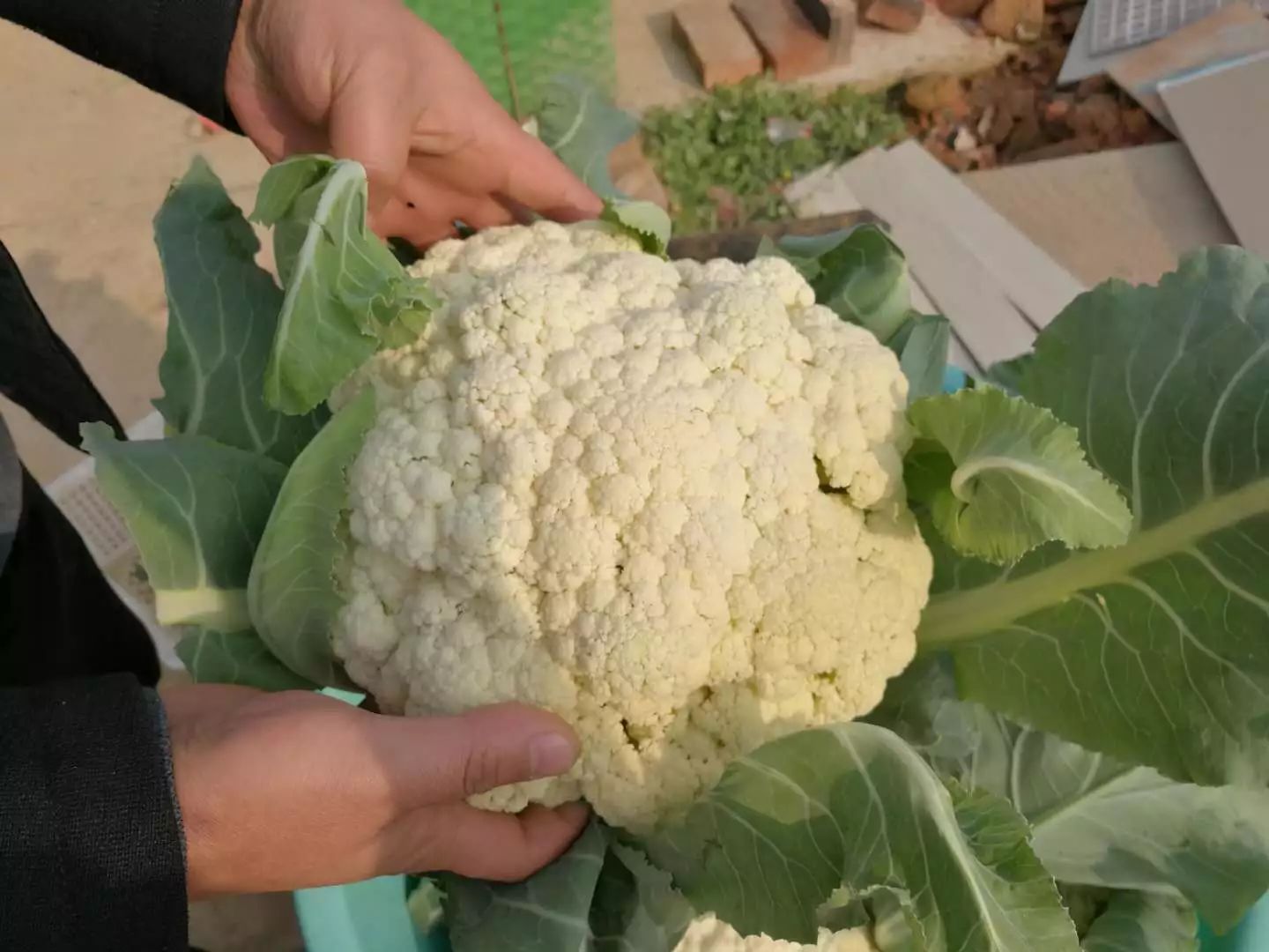 有机菜花价格最新行情,揭示温情友情背后的故事与价格变动