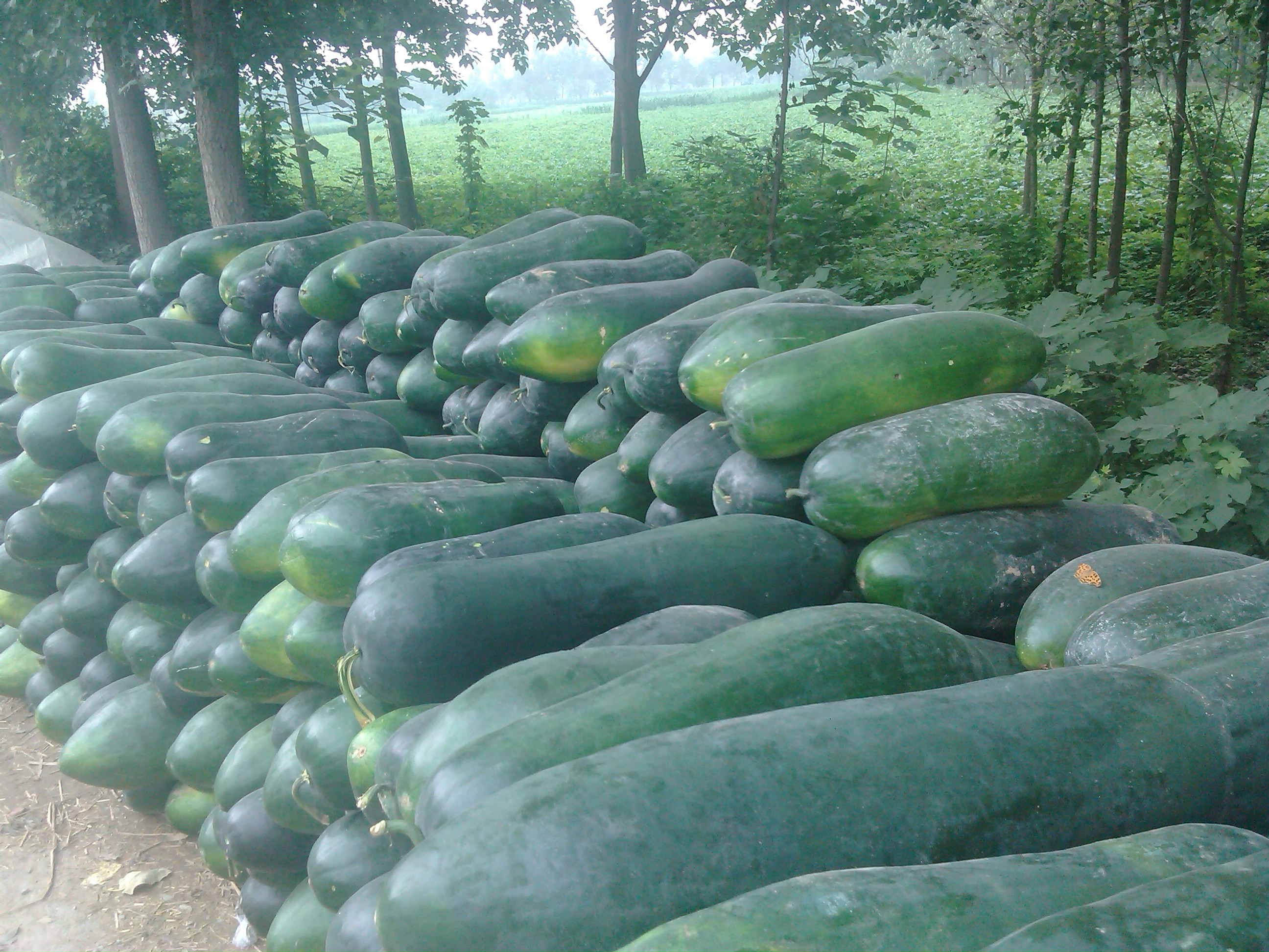 山东冬瓜最新价格行情与瓜田里的温情故事揭秘