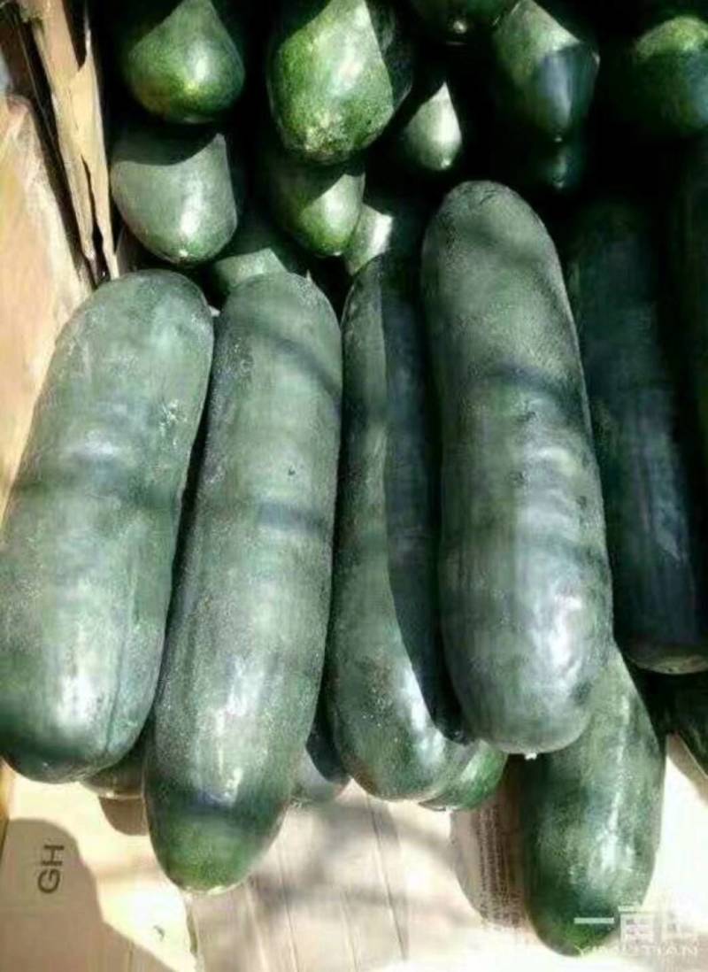 山东冬瓜最新价格行情与瓜田里的温情故事揭秘