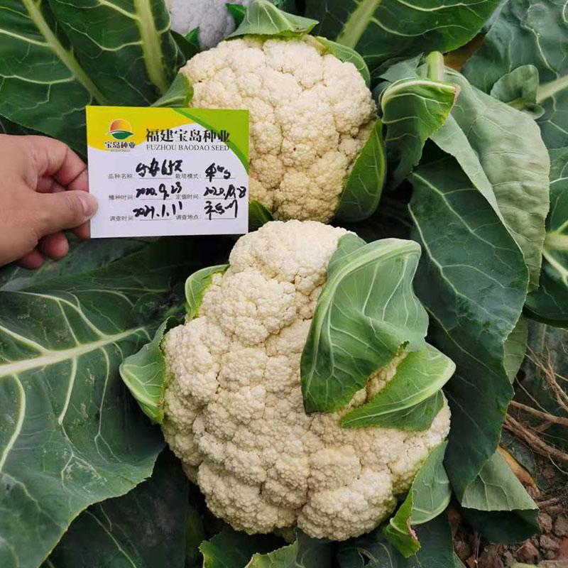 16年最新松花菜品种,科技引领生活革新