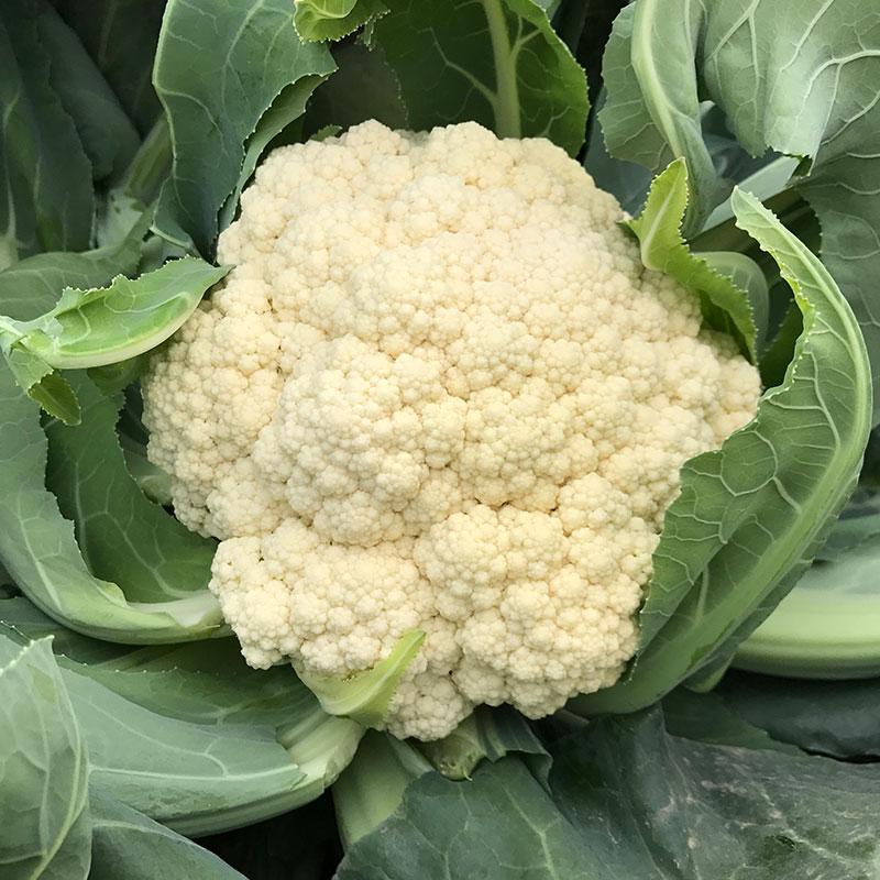 16年最新松花菜品种,科技引领生活革新