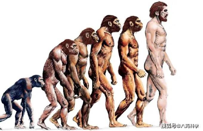 人类进化最新,温馨日常故事探索
