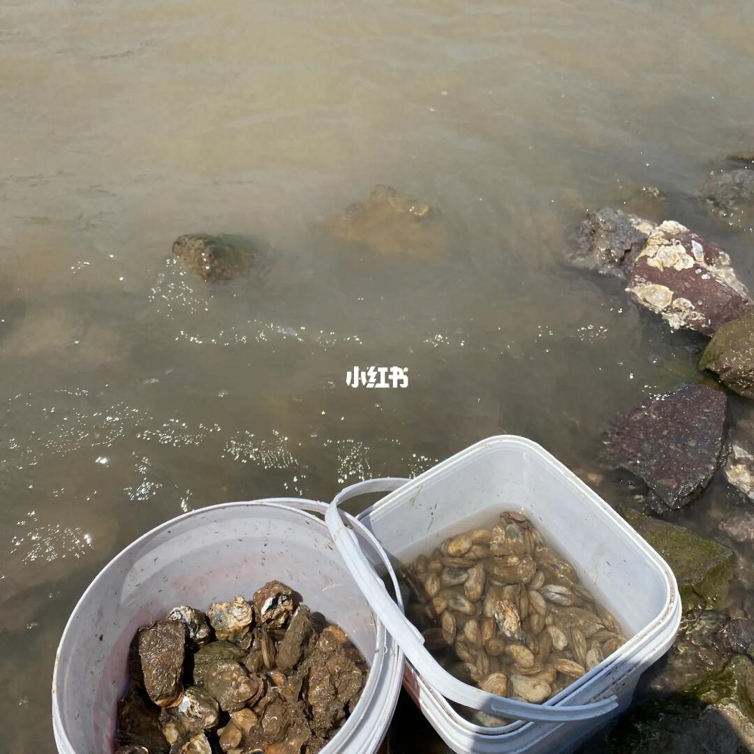 温岭赶海热潮,探寻海洋宝藏的热门活动