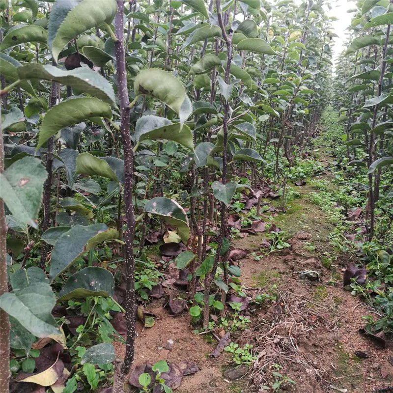 瑞树最新高科技产品革新,引领未来生活新潮流