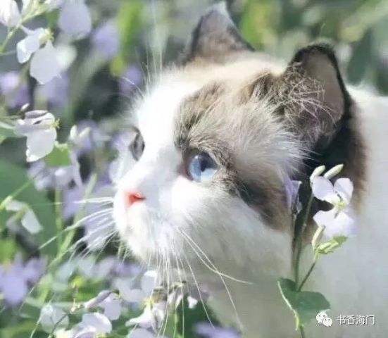 猫猫图片最新，自然美景与内心平静的奇妙探险之旅