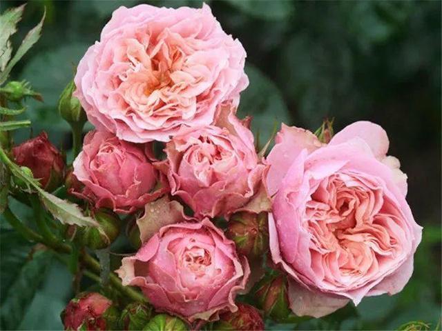 引领时尚潮流的生活方式,一直花最新