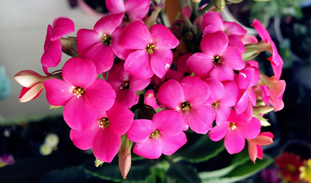 引领时尚潮流的生活方式,一直花最新