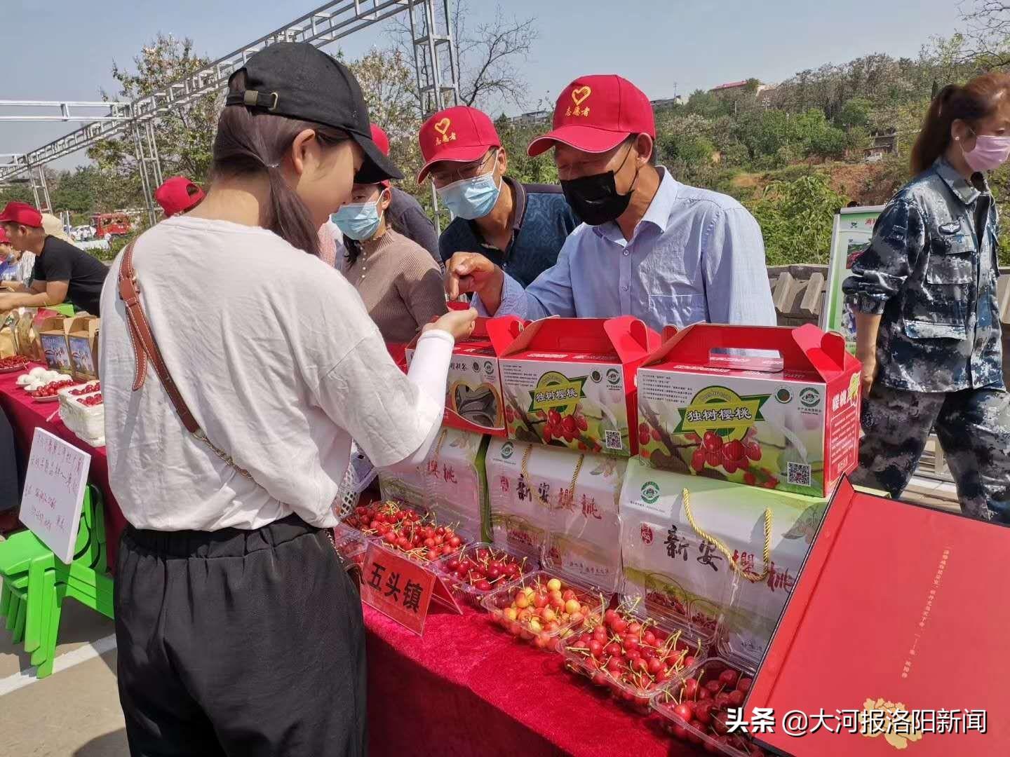 樱桃最新消息揭秘，一颗红果带来的甜蜜魅力时刻