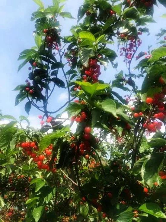 樱桃最新消息揭秘,一颗红果带来的甜蜜魅力时刻