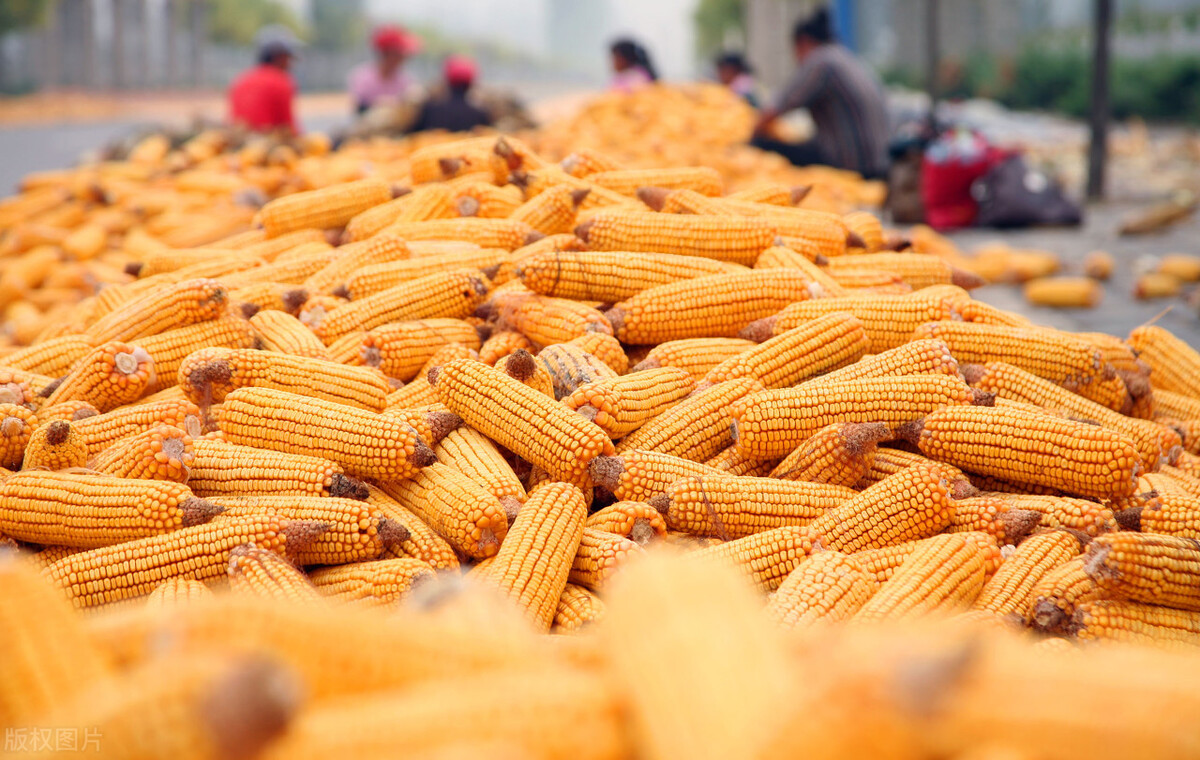 河北玉米今日最新价格行情